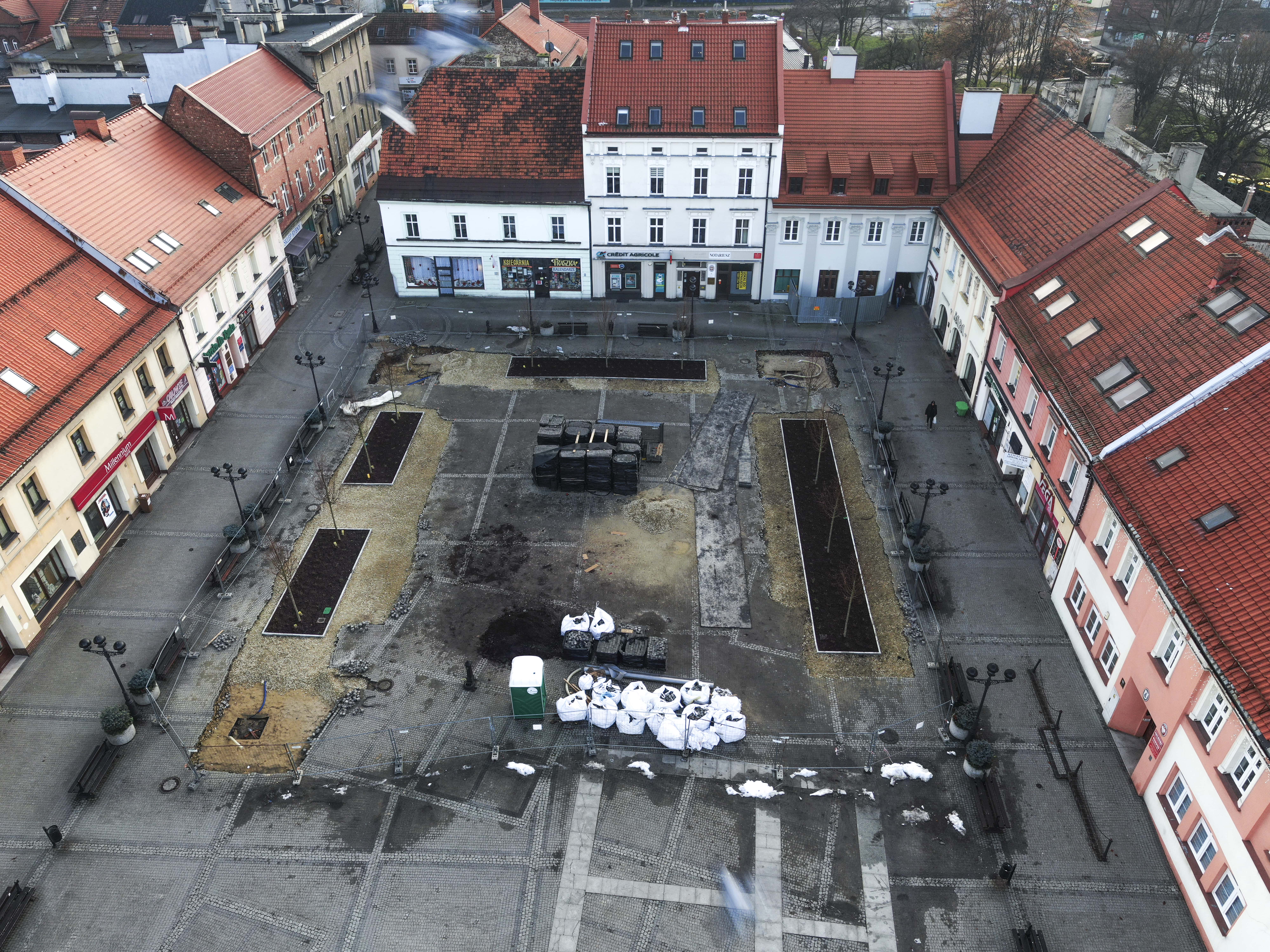 New trees planted in the market square. ©Silesian Botanical Garden