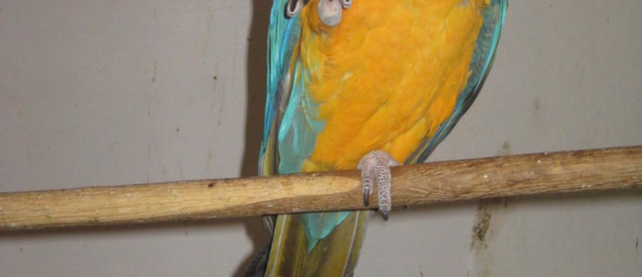 Blue-throated Macaw Ara glaucogularis.JPG